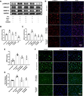 G Protein–Coupled Estrogen Receptor 30 Reduces Transverse Aortic Constriction–Induced Myocardial Fibrosis in Aged Female Mice by Inhibiting the ERK1/2 -MMP-9 Signaling Pathway